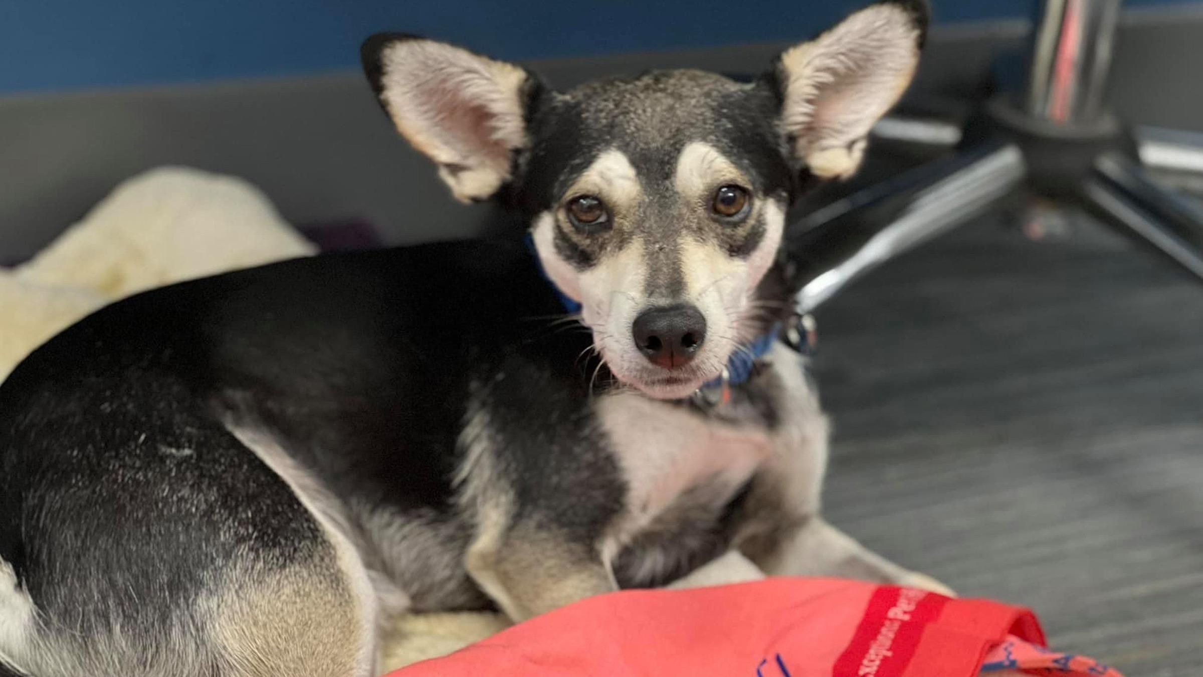 Преодолела рак и нашла новую семью: трогательная история бездомной собаки - Pets Преодолела рак и нашла новую семью: трогательная история бездомной собаки - Pets