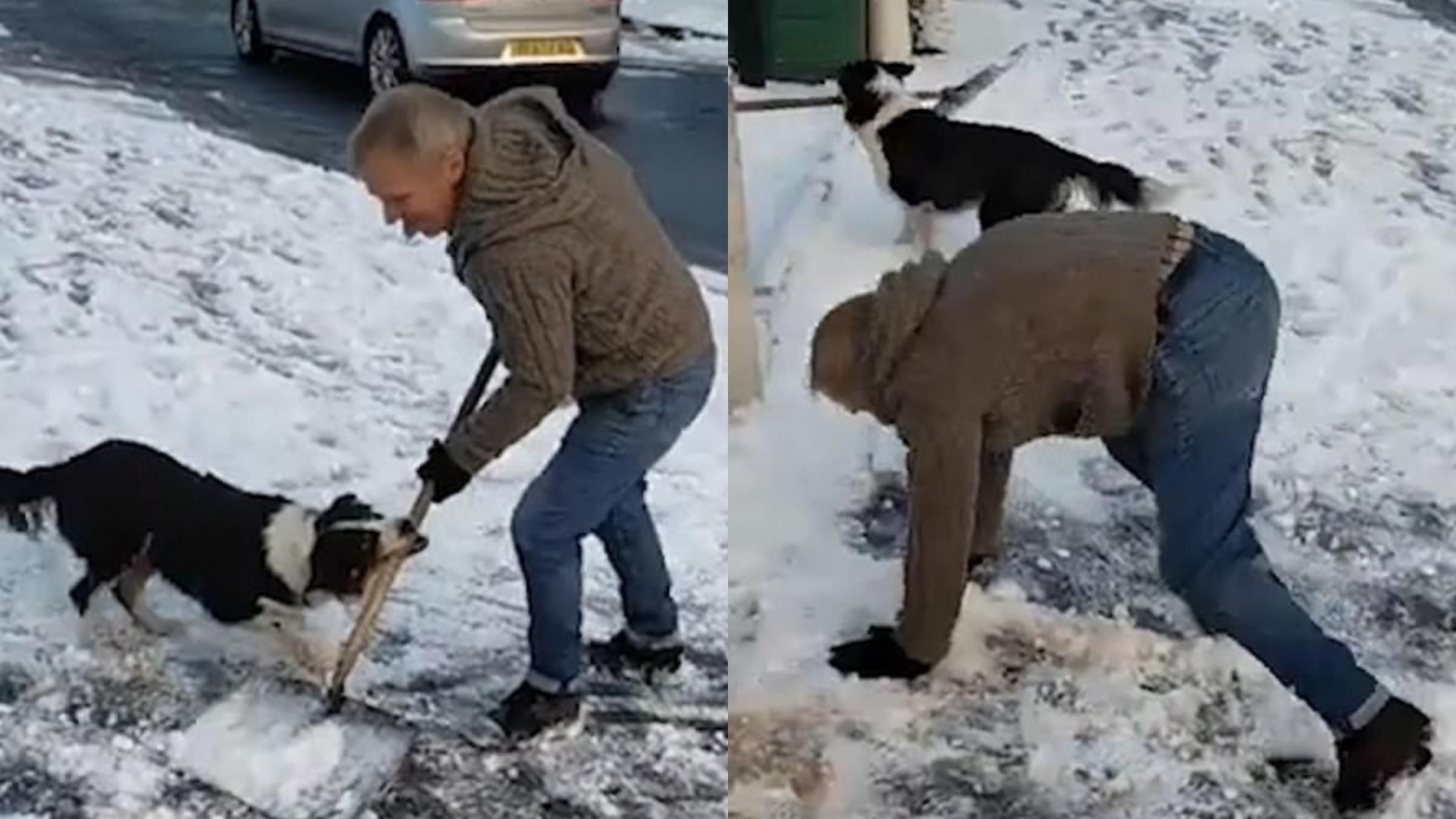 Собака відібрав у господаря лопату, щоб пограти з ним - Pets Собака відібрав у господаря лопату, щоб пограти з ним - Pets