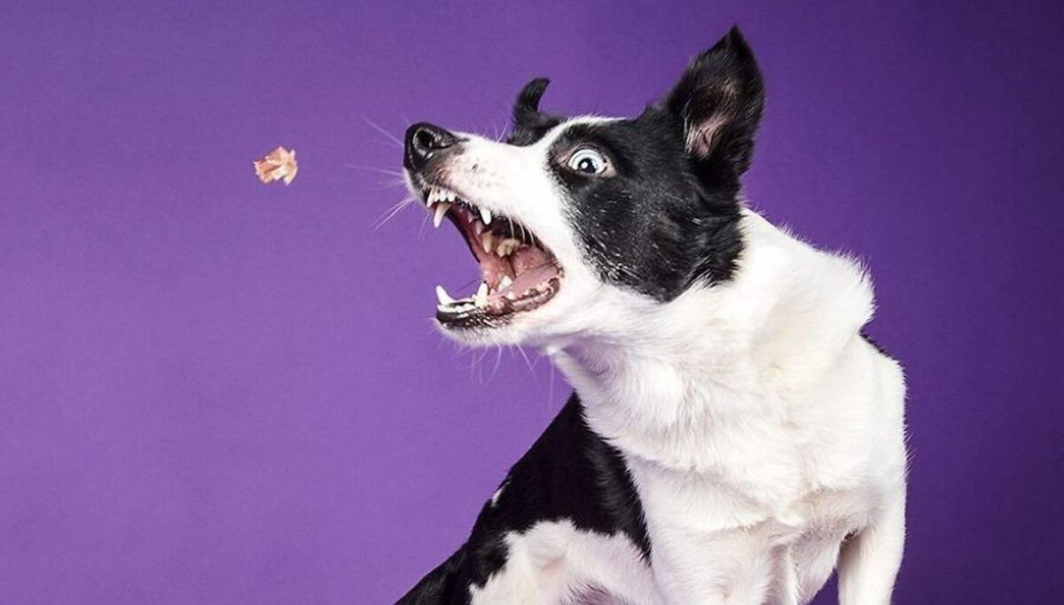 Як собаки реагують на їжу: добірка курйозних та милих фото - Pets