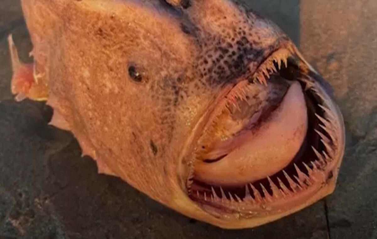 Шар с шипами и острыми зубами: фото редкой рыбы, которую вымыло на пляж в США - Pets