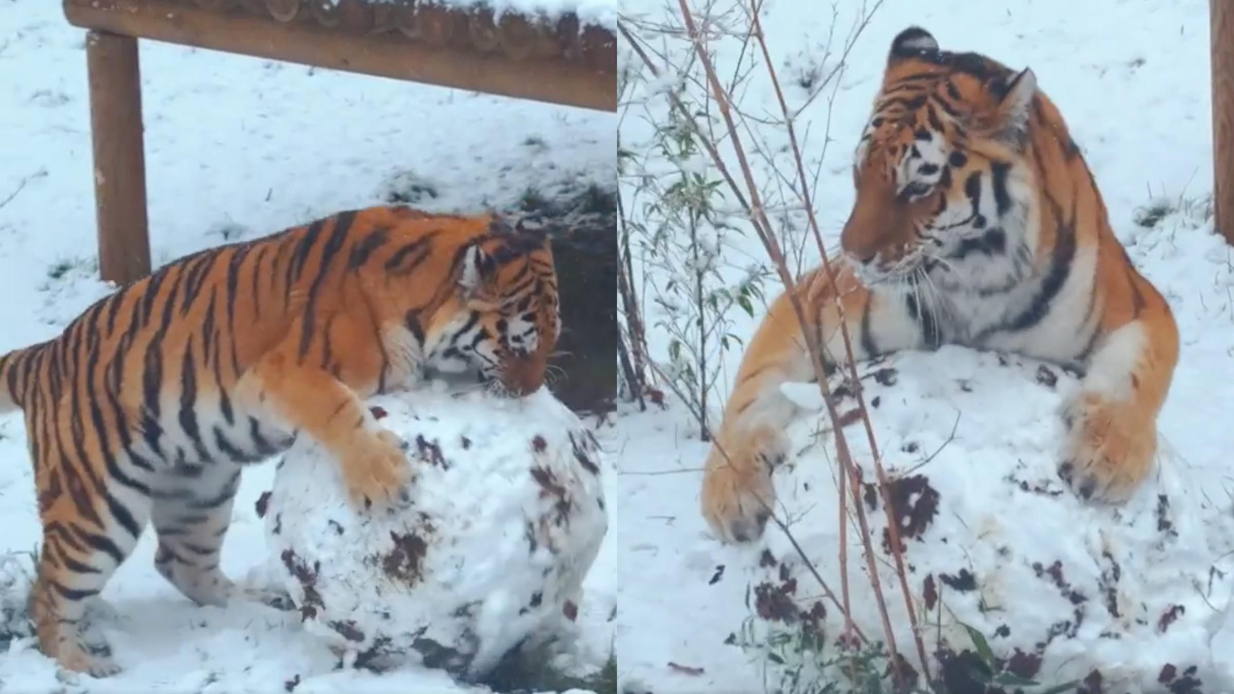 Как амурский тигр играет в снегу: забавное видео с хищником - Pets