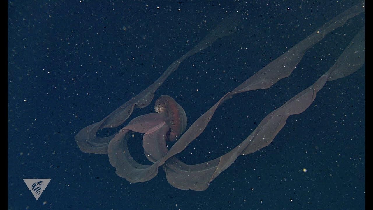 Вчені зафіксували неймовірну гігантську медузу-фантома: вражаюче відео - Pets
