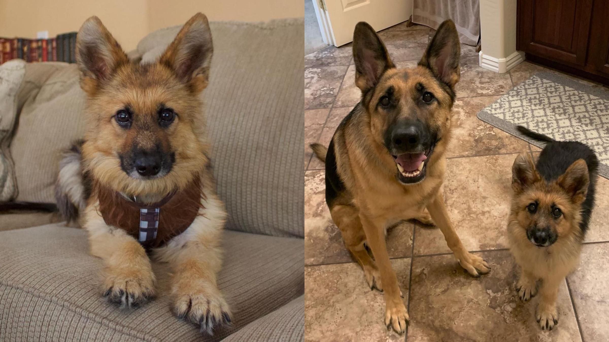 Доросла вівчарка, яка схожа на цуценя: що вплинуло на розміри собаки - Pets Доросла вівчарка, яка схожа на цуценя: що вплинуло на розміри собаки - Pets