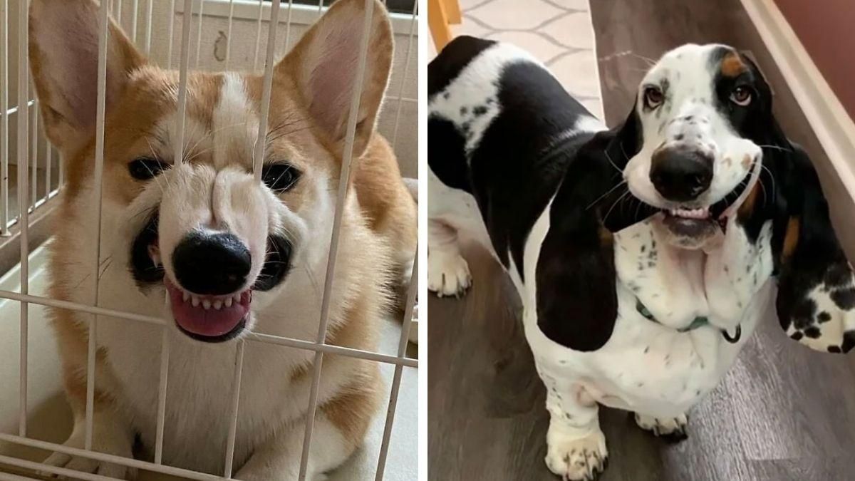 Що негаразд з цими песиками: власники поділилися курйозними фото - Pets Що негаразд з цими песиками: власники поділилися курйозними фото - Pets