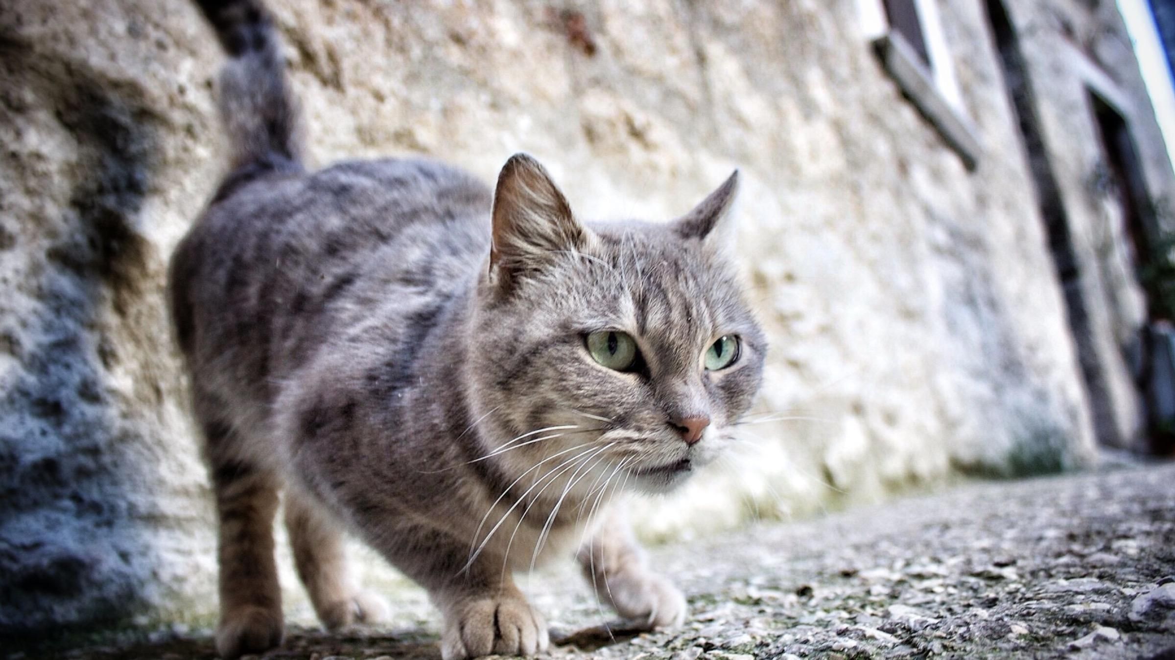 Коты спасли брошенную новорожденную девочку: что сделали четырехлапые - Pets Коты спасли брошенную новорожденную девочку: что сделали четырехлапые - Pets