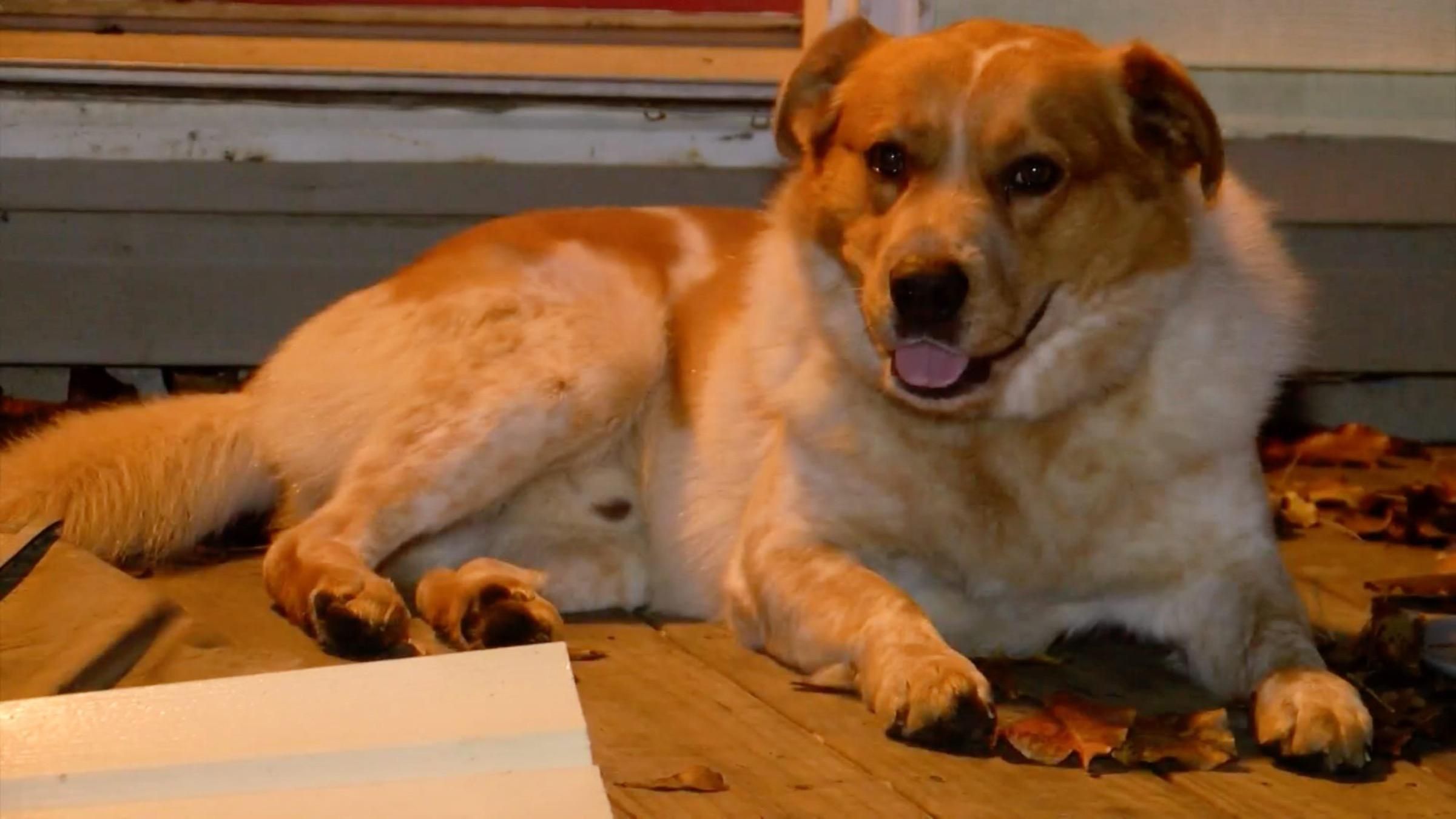 Сімʼя не постраждала під час пожежі завдяки безпритульному псу - Pets