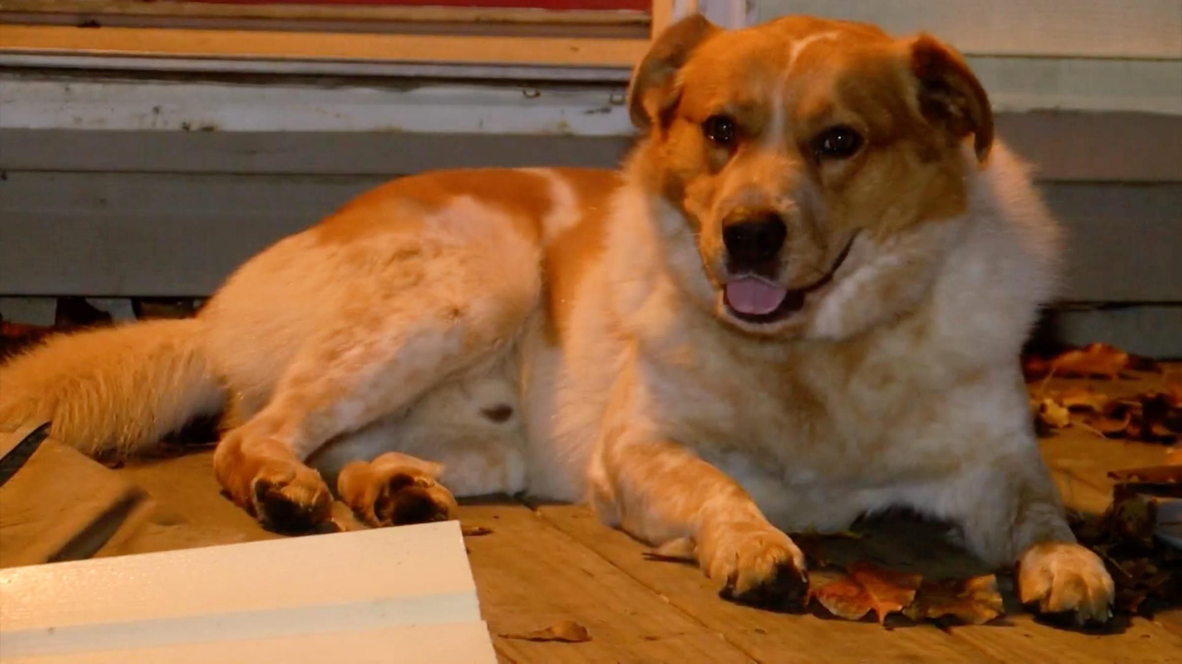 Семья не пострадала во время пожара благодаря бездомному псу - Pets Семья не пострадала во время пожара благодаря бездомному псу - Pets