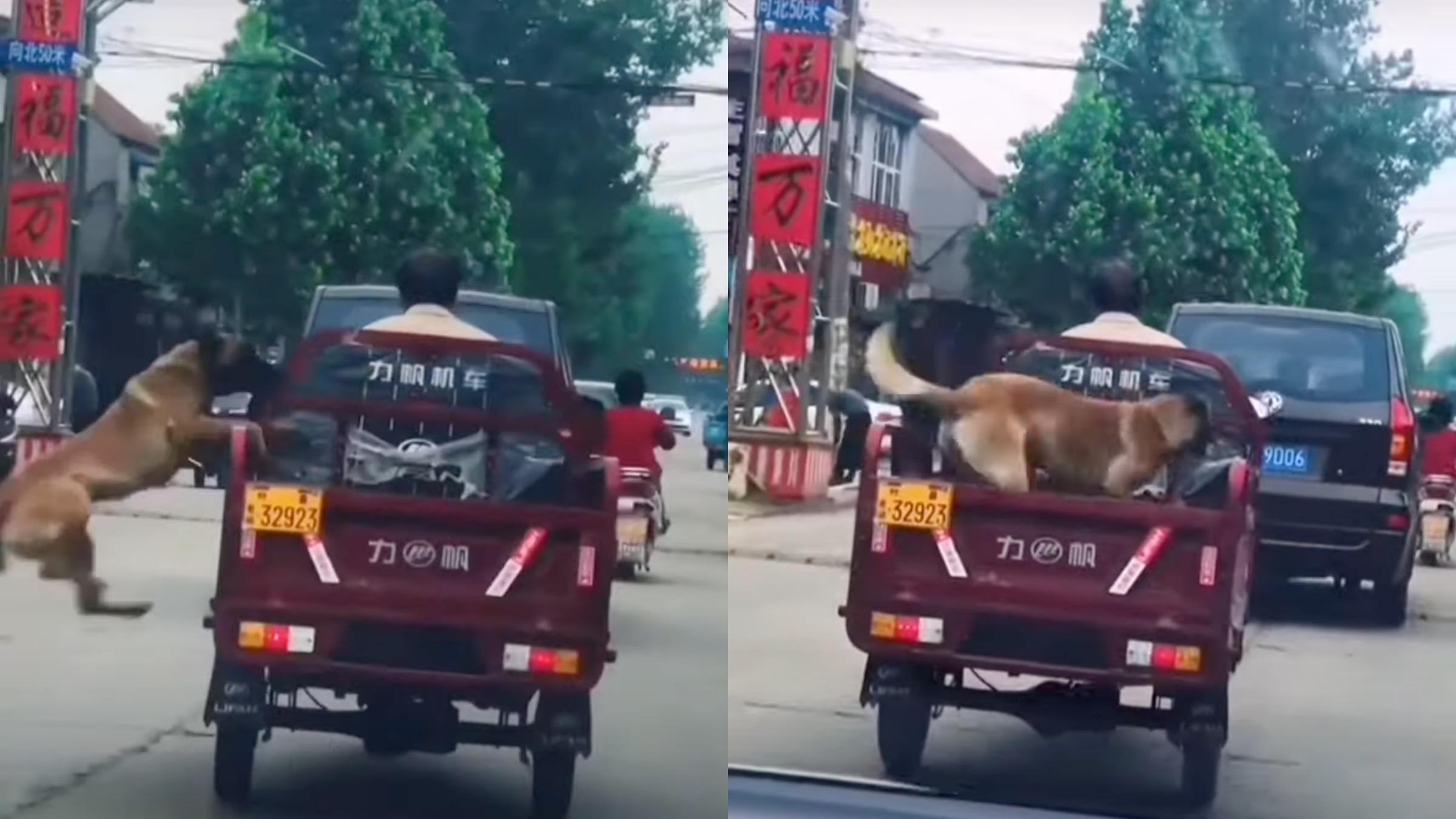 Вискакував з кузова під час руху: кумедне відео активного собаки - Pets