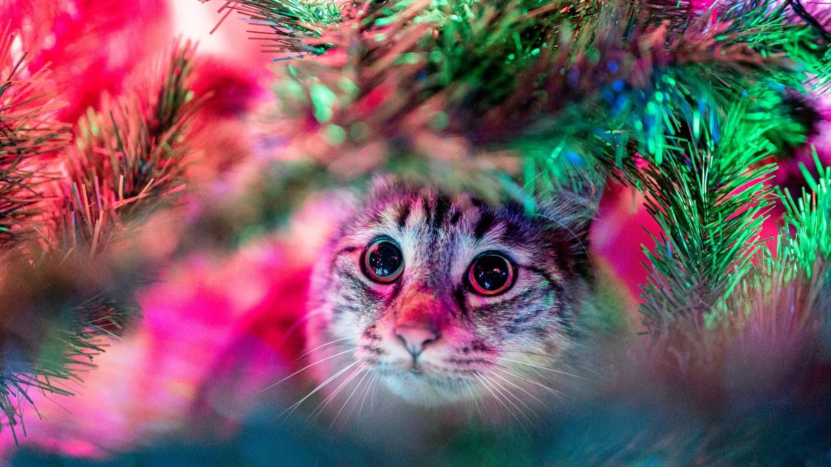 Без дощику та скляних прикрас: дієві методи вберегти новорічну ялинку від кота - Pets