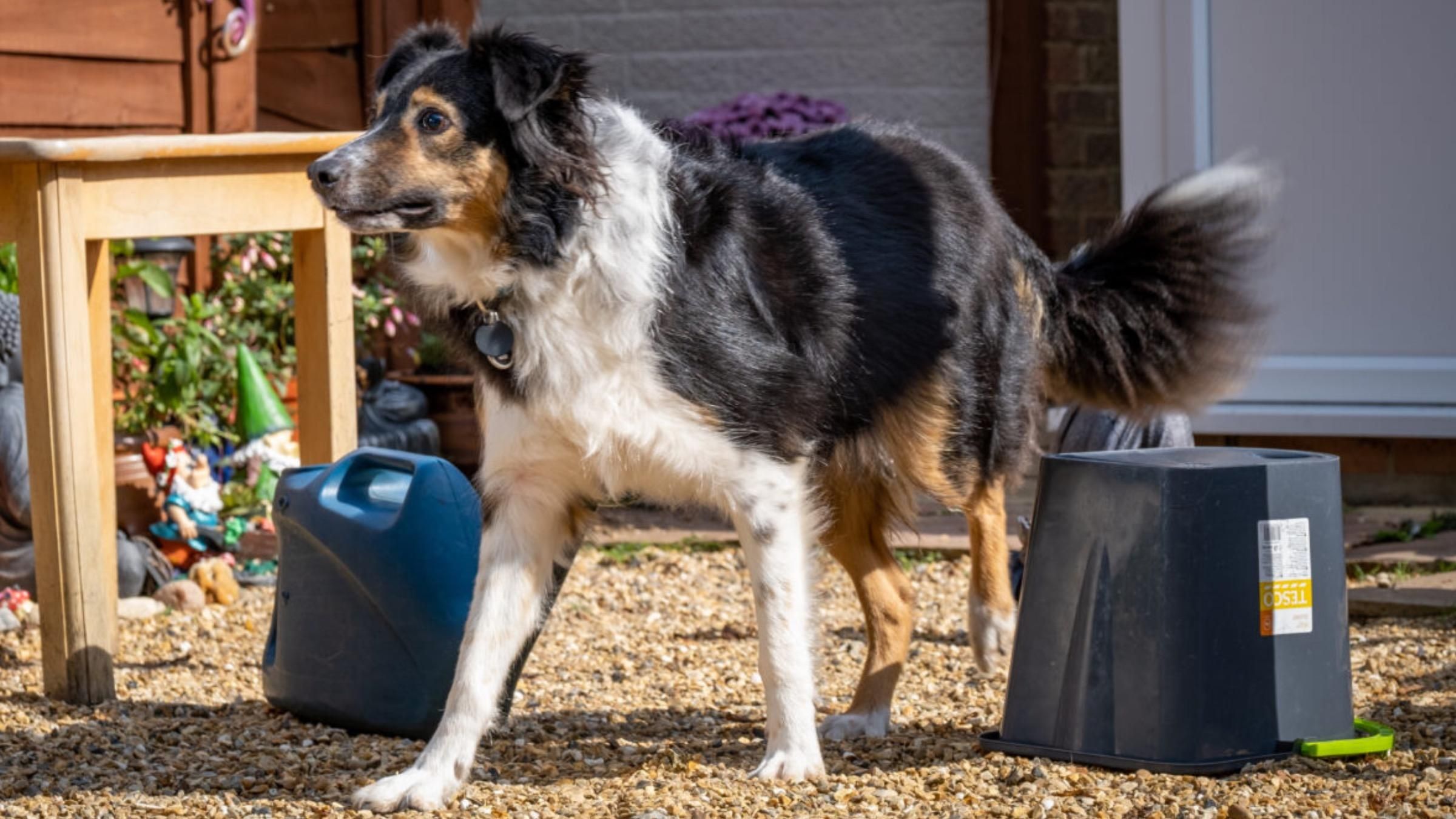 "Медична загадка": унікальний сліпий пес поводить себе так, ніби все бачить - Pets "Медична загадка": унікальний сліпий пес поводить себе так, ніби все бачить - Pets
