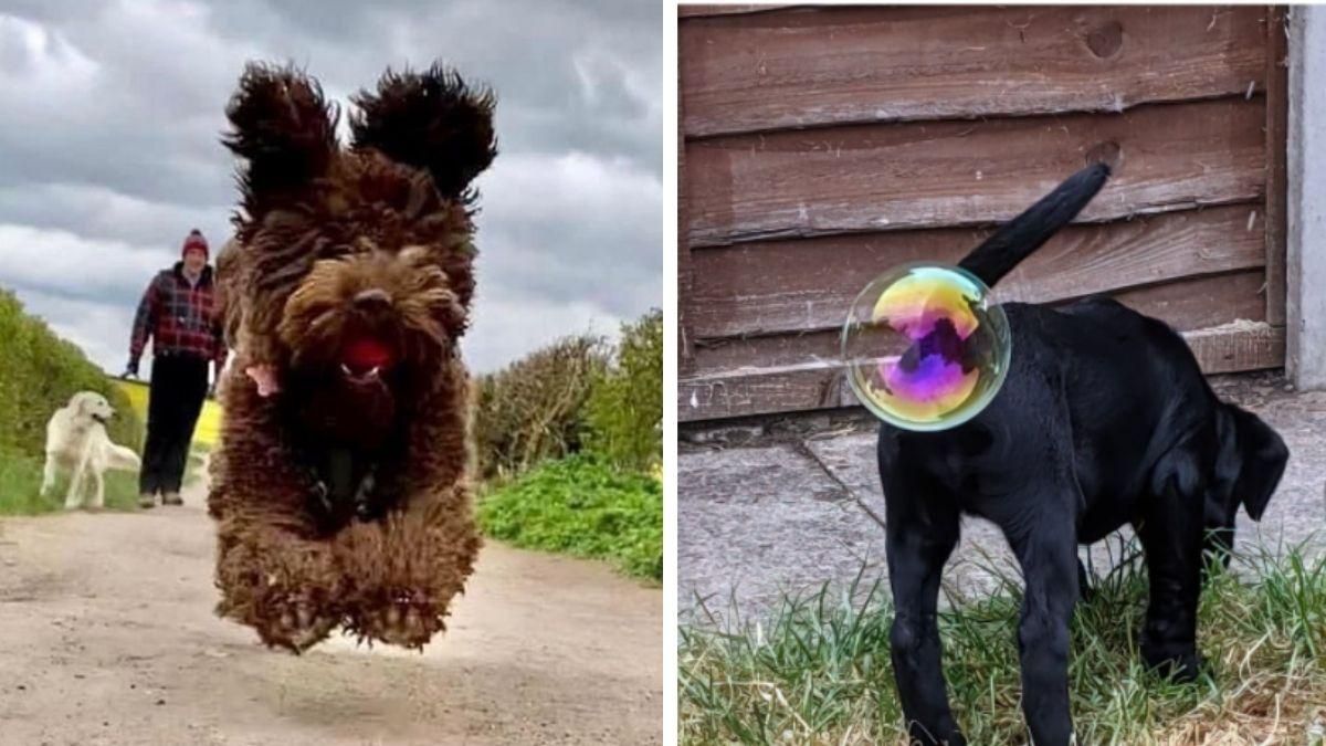 Найкумедніше фото домашньої тварини 2021: хто став переможцем - Pets Найкумедніше фото домашньої тварини 2021: хто став переможцем - Pets