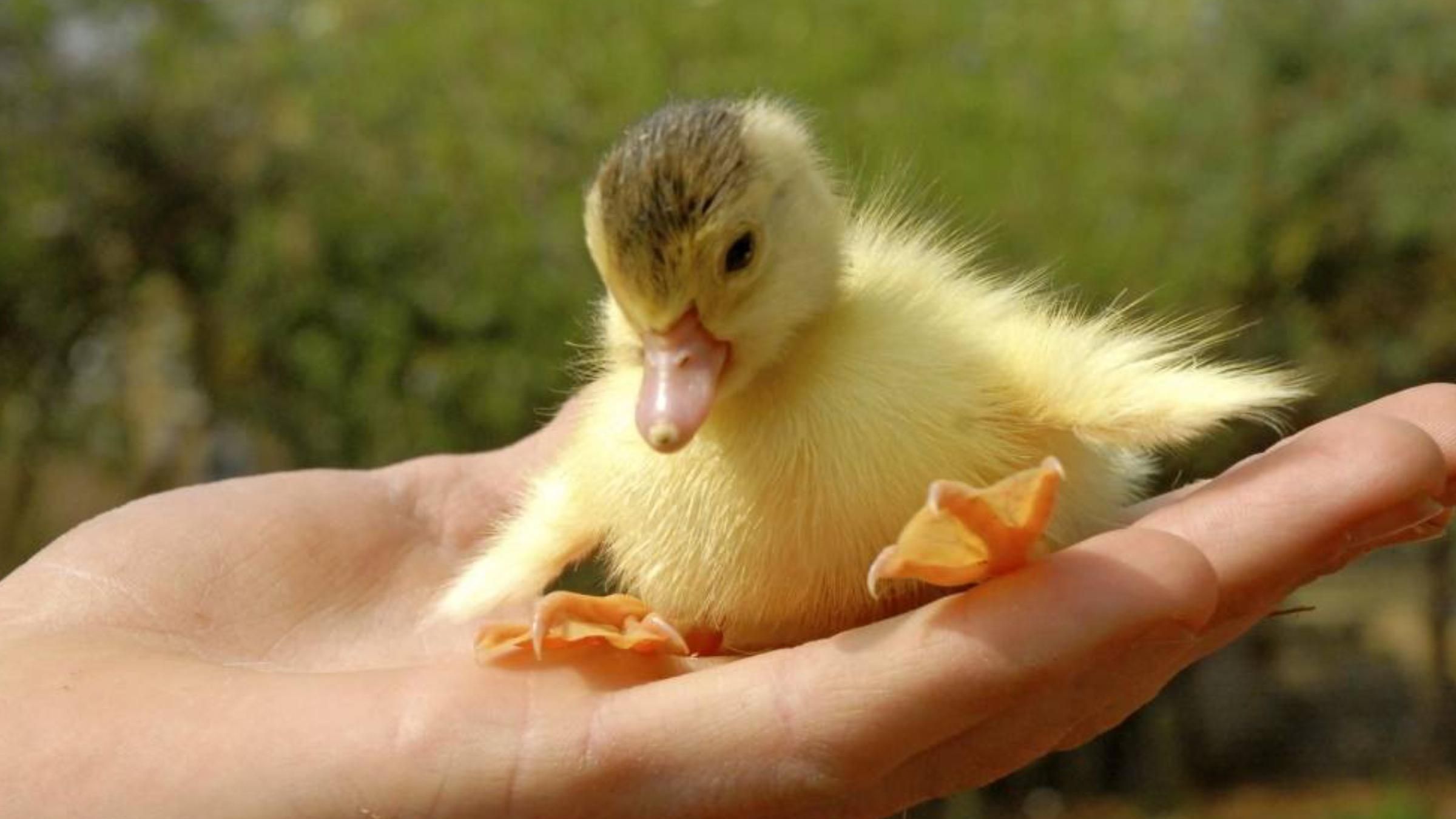 Утенок пытался перелезть через кирпичную стену: забавное видео - Pets Утенок пытался перелезть через кирпичную стену: забавное видео - Pets