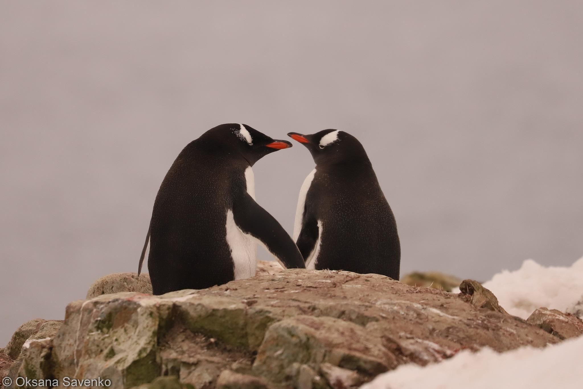Біля "Вернадського" з'явилися перші пінгвінята: фото милого поповнення - Pets