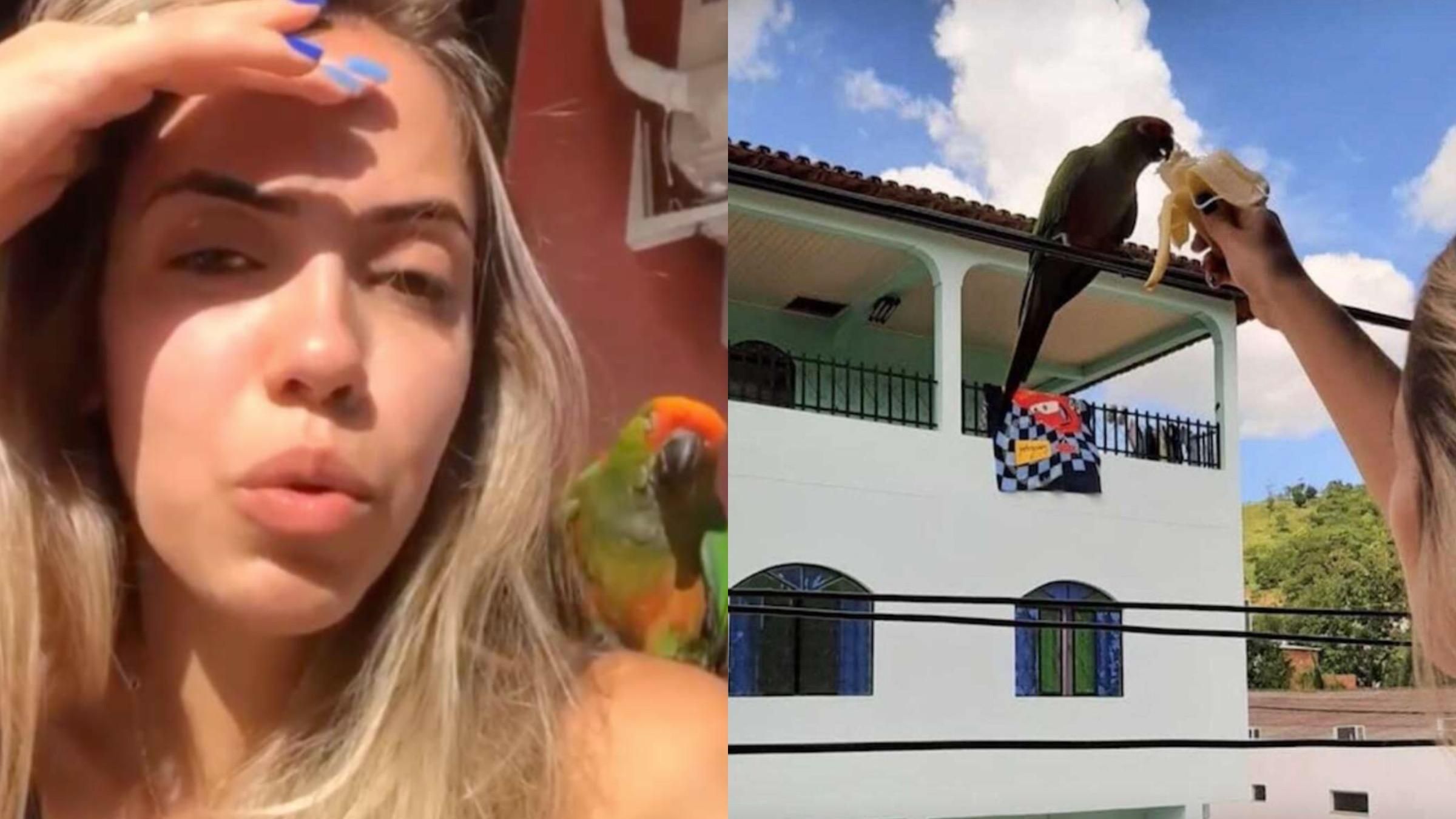 Дикий папуга подружився з дівчиною: який метод допоміг завоювати довіру птаха - Pets Дикий папуга подружився з дівчиною: який метод допоміг завоювати довіру птаха - Pets