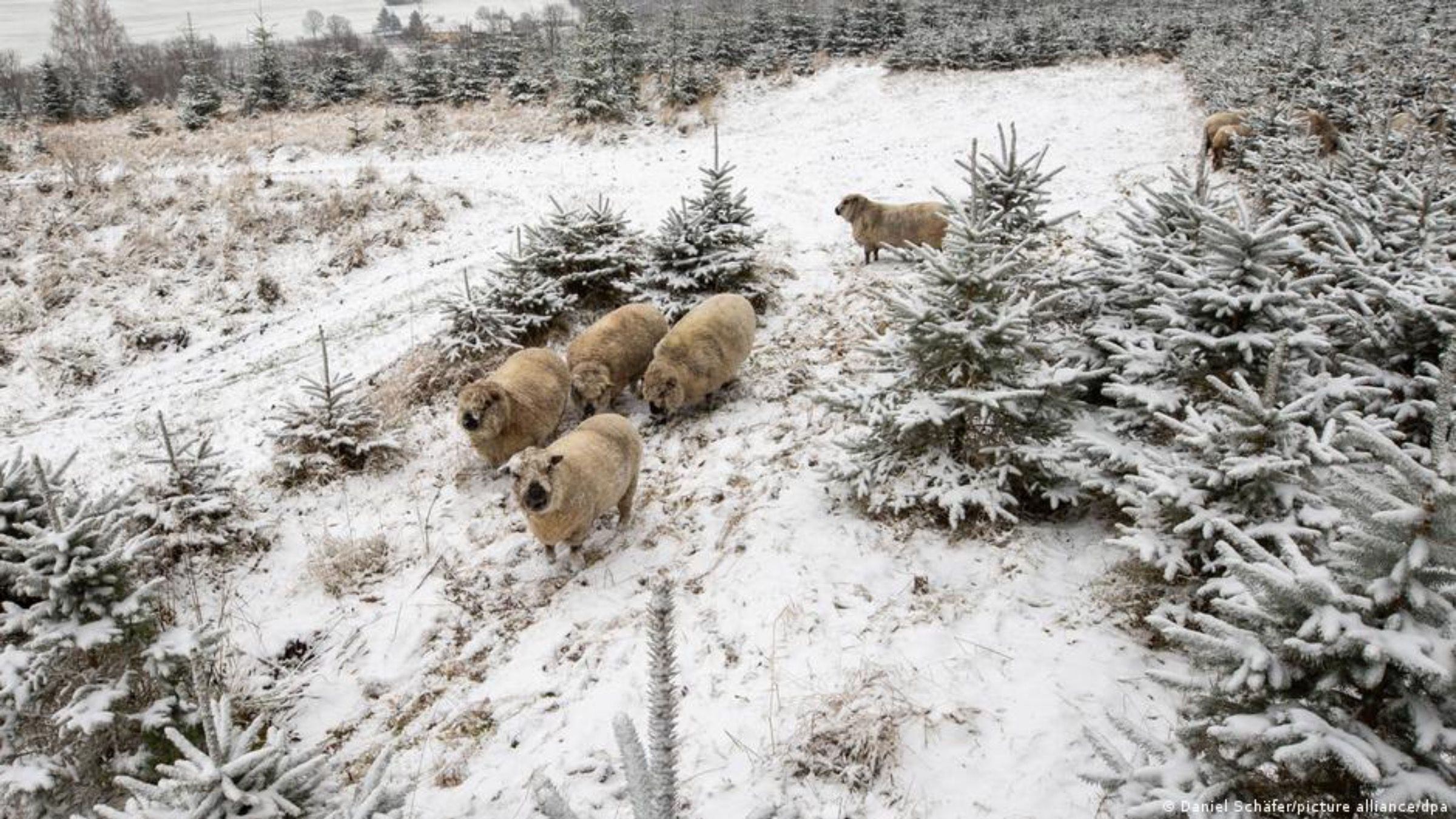Як вівці готують ялинки до Різдва: фото роботи помічників - Pets