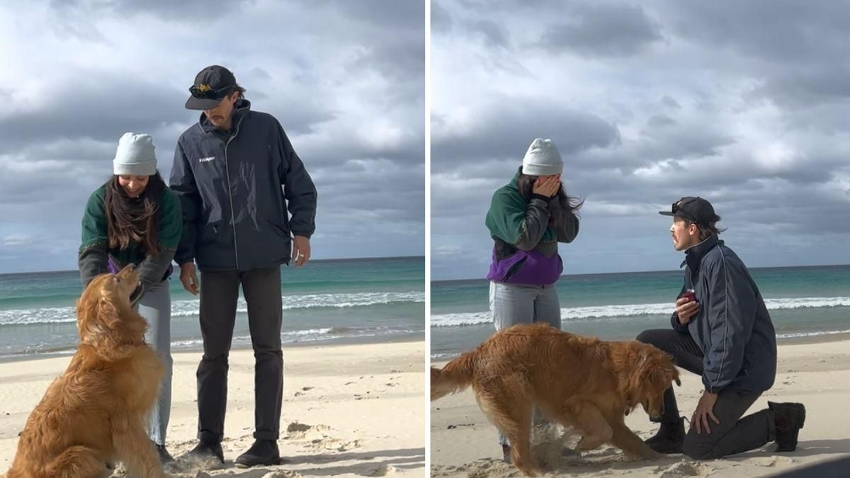 Парень предложил любимой пожениться: что в это время делал его пес – очень веселое видео - Pets Парень предложил любимой пожениться: что в это время делал его пес – очень веселое видео - Pets