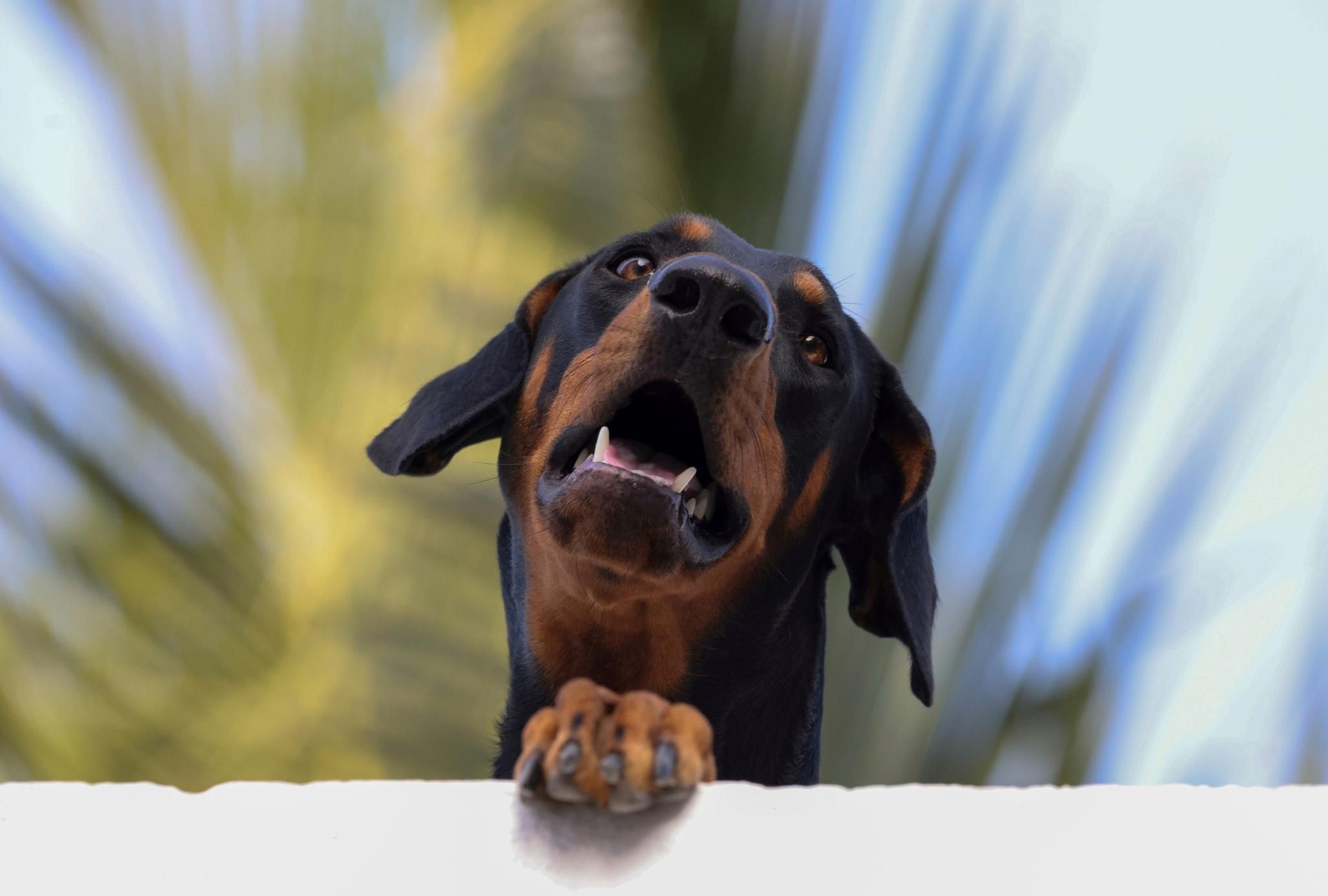 Доберман хотів почесати спину: відео незграбного собаки, що розсмішило соцмережі - Pets