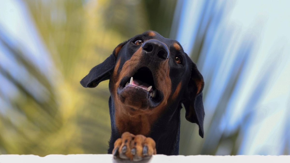 Доберман хотел почесать спину: видео неловкой собаки, насмешившей соцсети - Pets