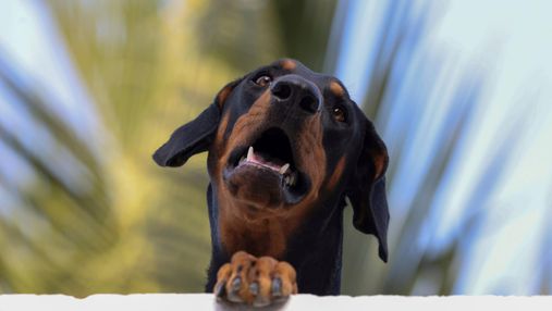 Доберман хотел почесать спину: видео неловкой собаки, насмешившей соцсети