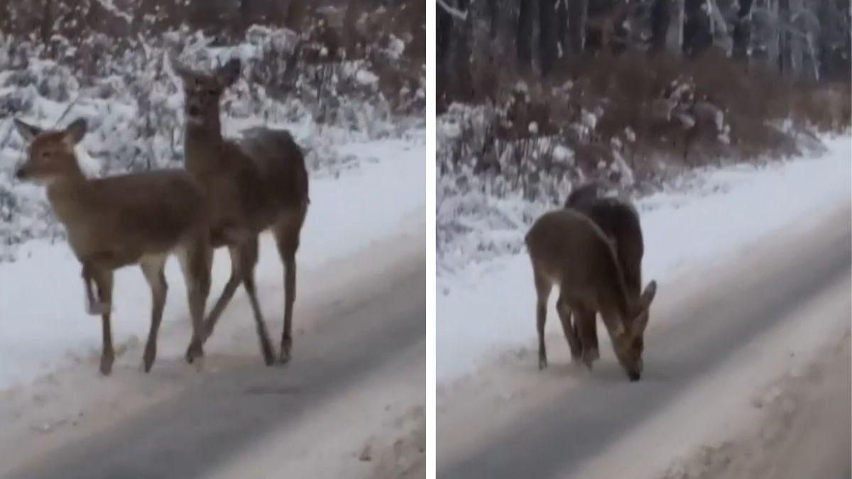 Вышли поесть соли: возле Луцка увидели диких животных на дороге - Свежие новости Луцка - Pets Вышли поесть соли: возле Луцка увидели диких животных на дороге - Свежие новости Луцка - Pets