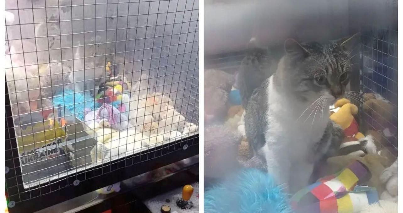 Лучший приз: во Владимире кот залез в автомат с игрушками – фотодоказательство - Новости Луцка - Pets