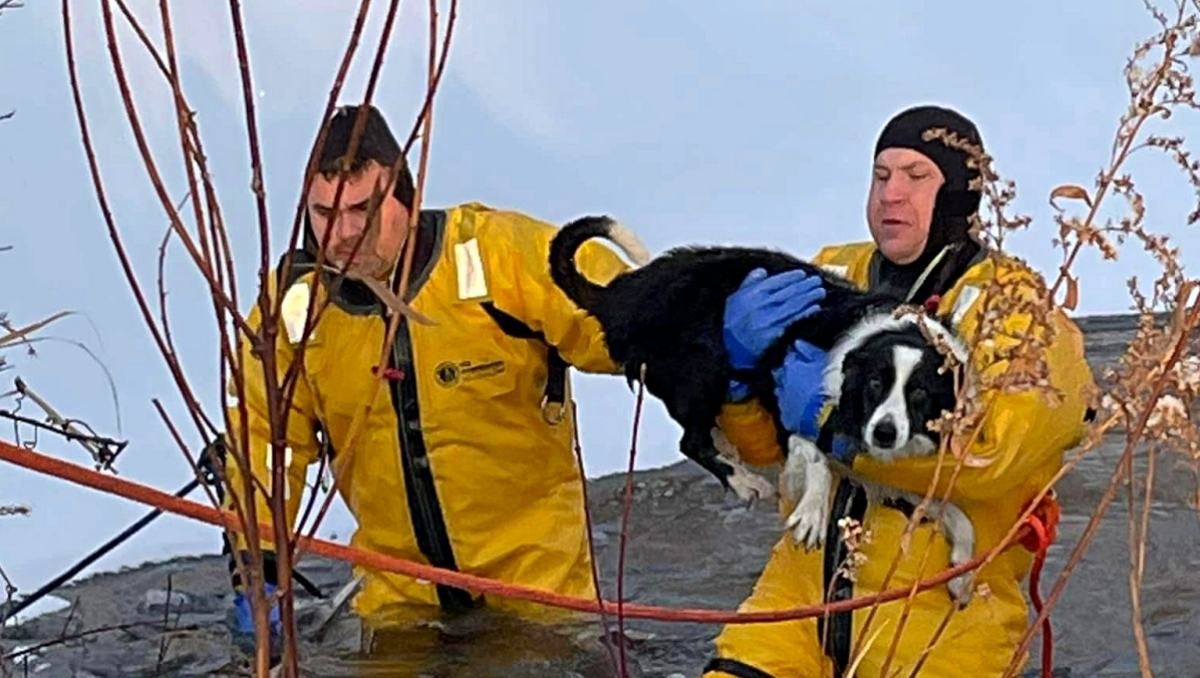 Спасли из ловушки: пожарные достали собаку из пруда с ледяной водой - Pets