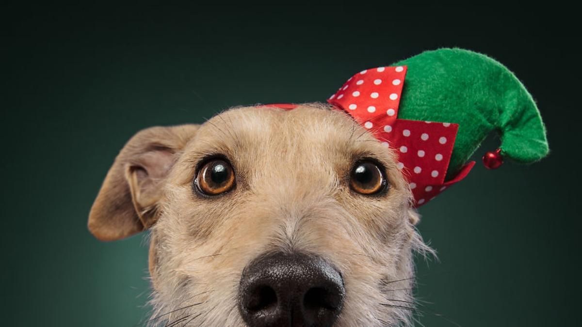 Для новорічного настрою: кумедні фото собак, які вже приготувалися до свят - Pets