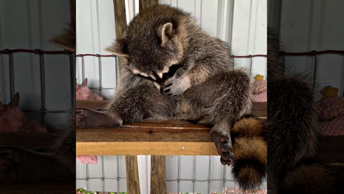 Що це за звук: милий єнот задрімав і здивував мережу своїм хропінням - Pets