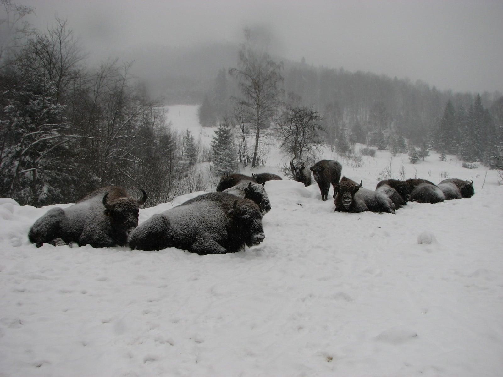Велетні в снігу: як на Львівщині підгодовують зубрів – яскраві фото - Pets