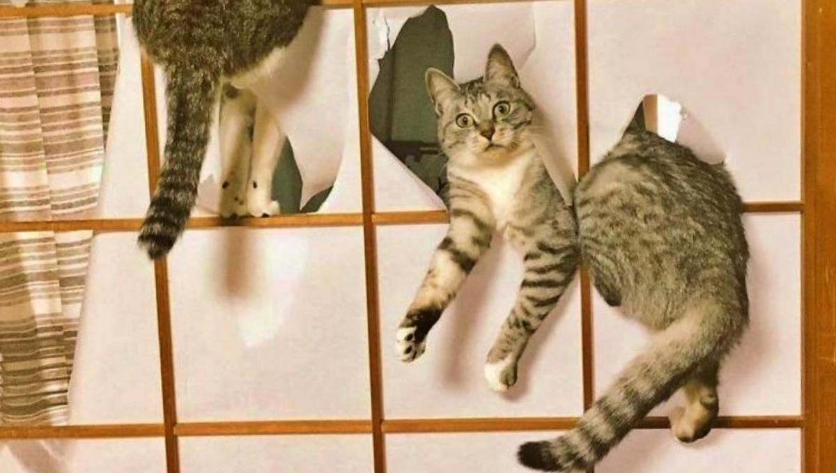 Роблять, що захочуть: смішні тварини, яких сфотографували у найкращий момент - Pets Роблять, що захочуть: смішні тварини, яких сфотографували у найкращий момент - Pets