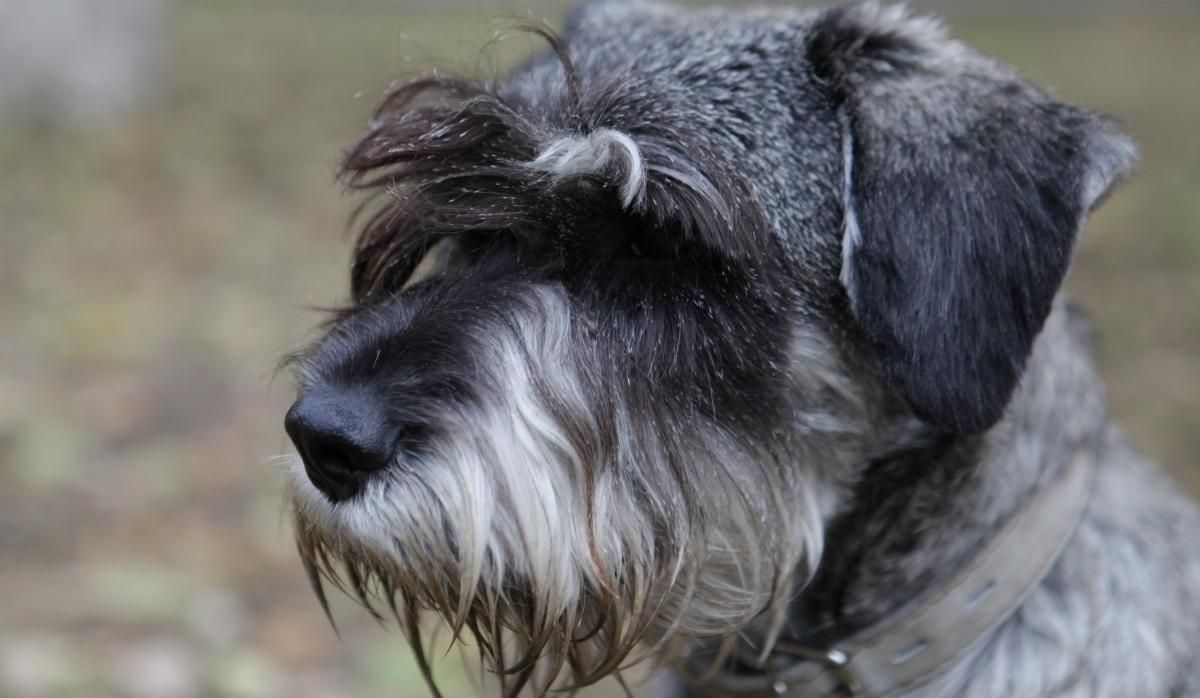 Різдвяне диво: загублений песик повернувся до своєї родини через 2 роки - Pets Різдвяне диво: загублений песик повернувся до своєї родини через 2 роки - Pets