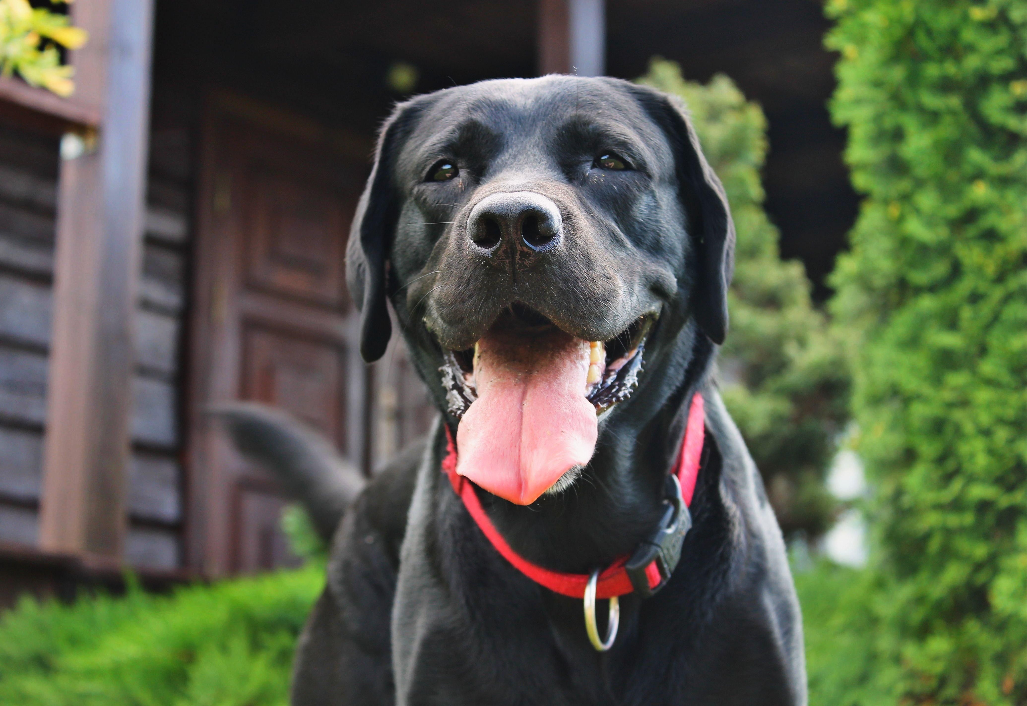 Турботливий собака допомагає недієздатній господині та глухому песику жити на повну - Pets