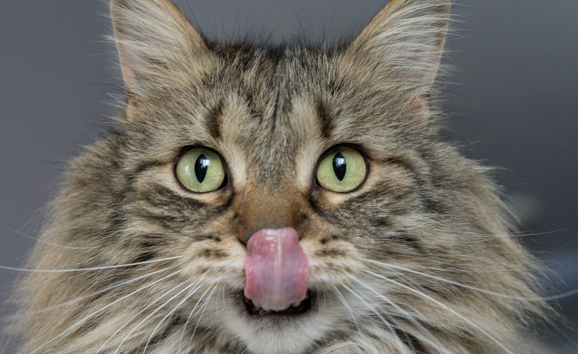 Копають біля лотка та труться об ноги: як пояснюють 7 дивних звичок котів - Pets Копають біля лотка та труться об ноги: як пояснюють 7 дивних звичок котів - Pets