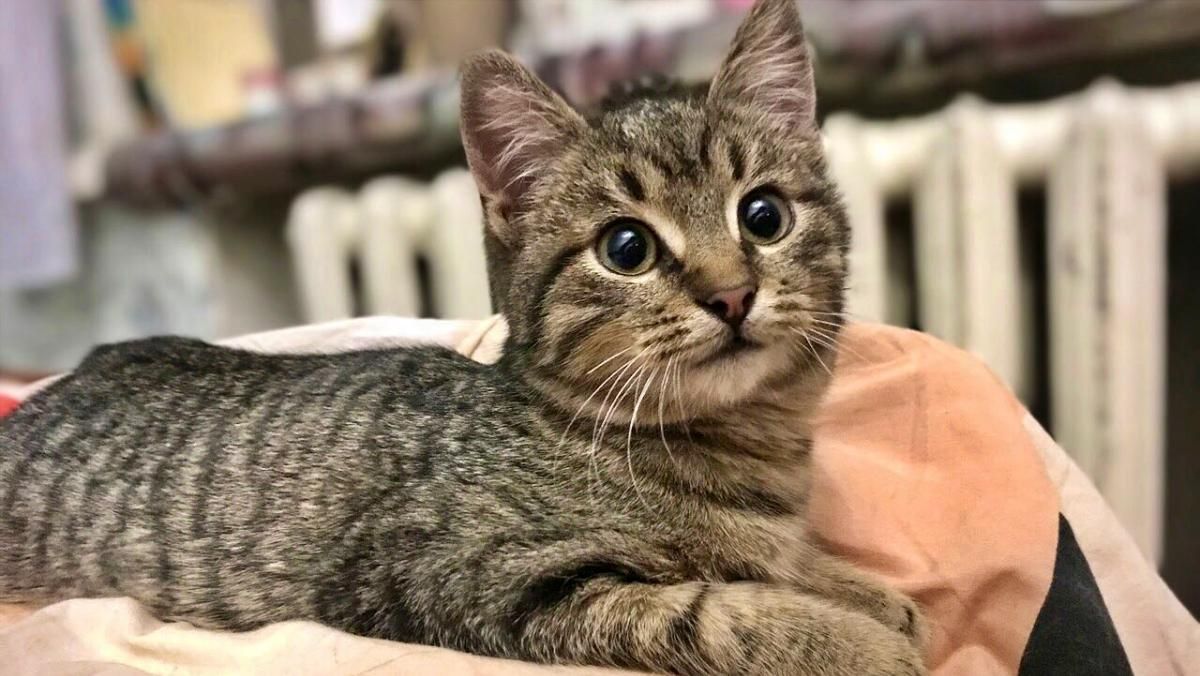 У харківському метро допомогли кошеняті, яке цілий день провело на рейках: відео порятунку - Новини Харкова сьогодні - Pets У харківському метро допомогли кошеняті, яке цілий день провело на рейках: відео порятунку - Новини Харкова сьогодні - Pets