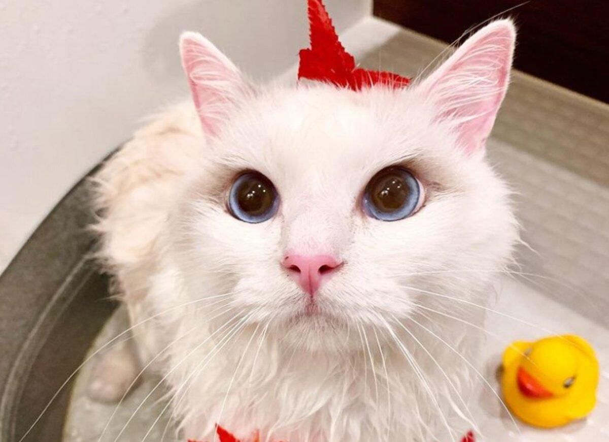 Мережу підкорив білий кіт, який любить купатися у ванні: відео пухнастика - Pets
