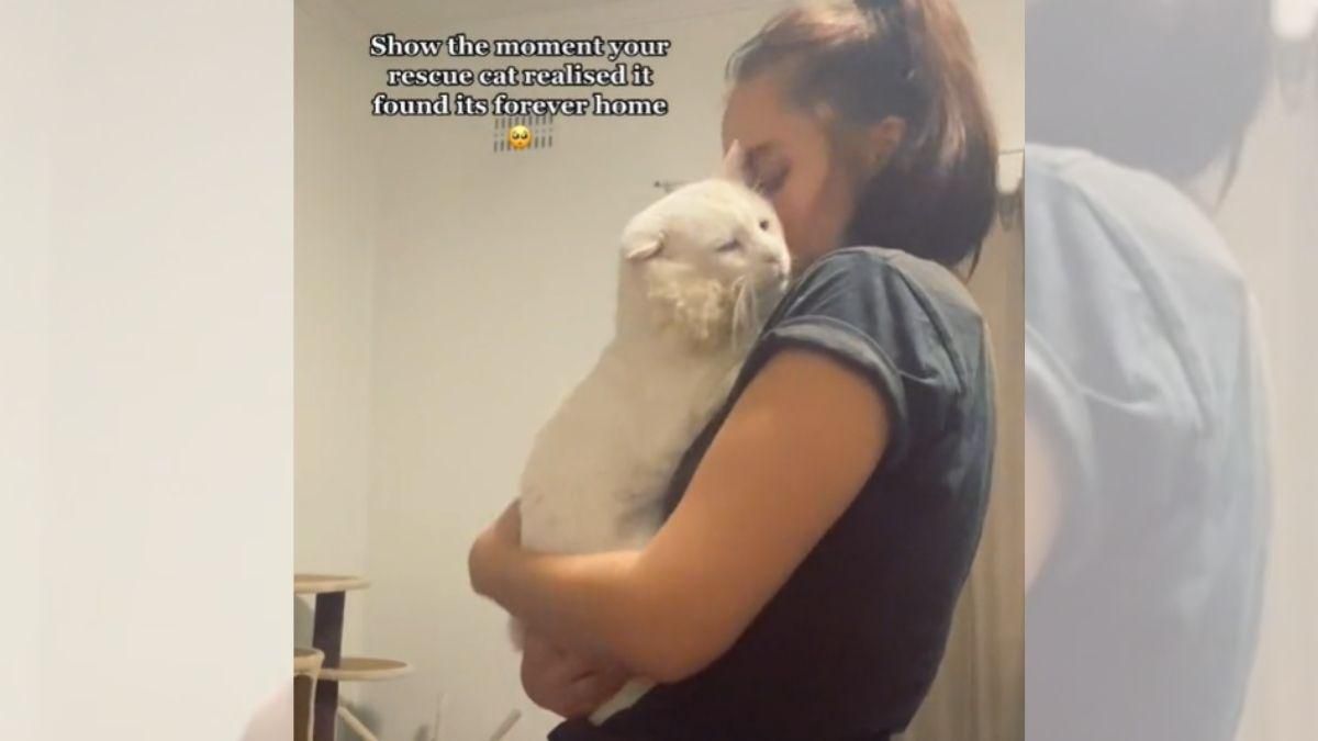 Некрасивый белый кот, которого забрали домой, не верит своему счастью: щемящее видео - Pets Некрасивый белый кот, которого забрали домой, не верит своему счастью: щемящее видео - Pets