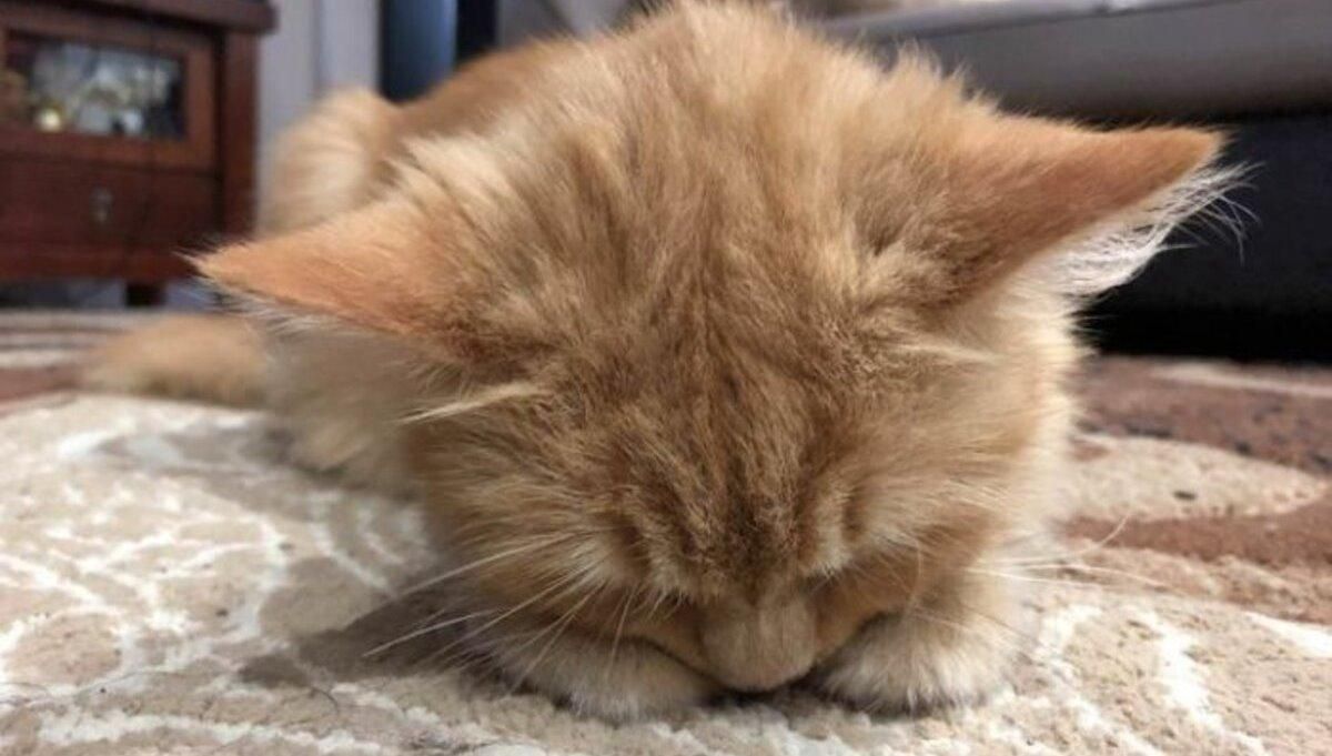 Ці милі тваринки здатні заснути де завгодно: 10 кумедних фото - Pets Ці милі тваринки здатні заснути де завгодно: 10 кумедних фото - Pets