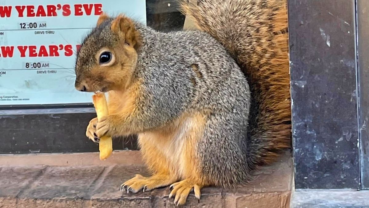 Постійна клієнтка: білка щодня приходить до ресторану за порцією картоплі фрі – кумедні фото - Pets Постійна клієнтка: білка щодня приходить до ресторану за порцією картоплі фрі – кумедні фото - Pets