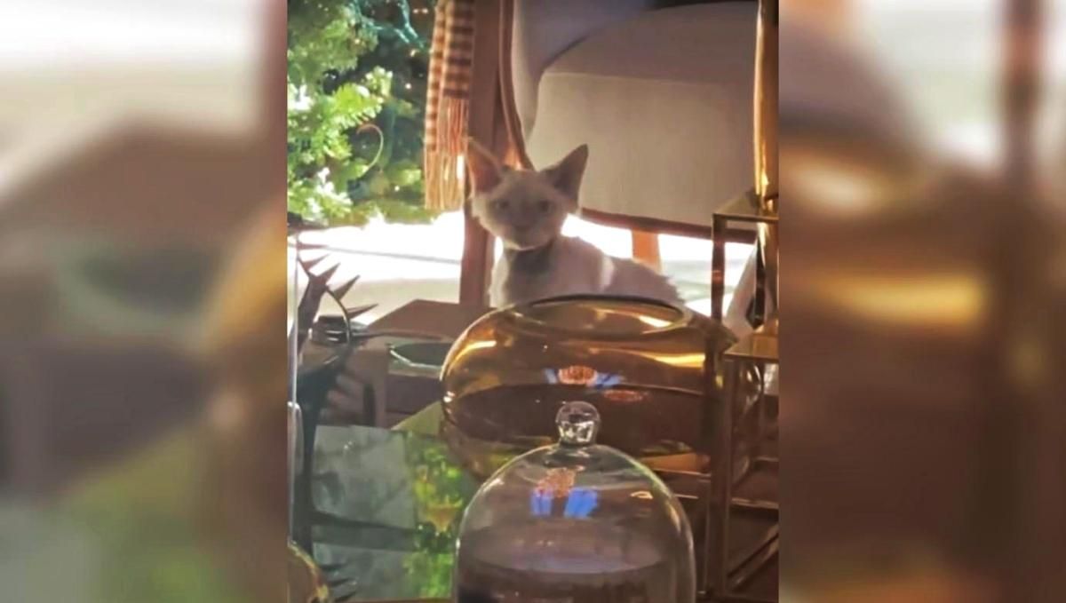 "Представляем Хендрикса": Дженнифер Лопес показала нового домашнего любимца - Pets "Представляем Хендрикса": Дженнифер Лопес показала нового домашнего любимца - Pets