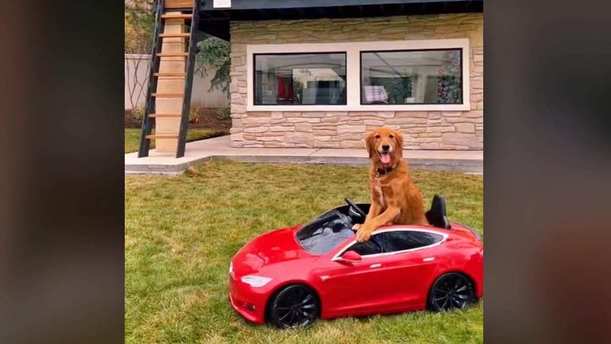 Жінка побудувала розкішний будинок для своїх собак: їм позаздрять навіть люди - Pets Жінка побудувала розкішний будинок для своїх собак: їм позаздрять навіть люди - Pets