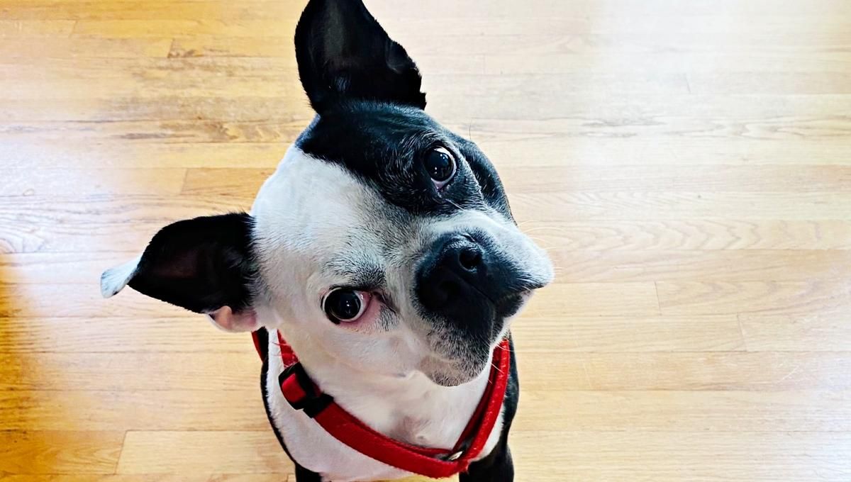 Відчув небезпеку: бостонський тер'єр врятував життя 9-місячній дівчинці - Pets Відчув небезпеку: бостонський тер'єр врятував життя 9-місячній дівчинці - Pets