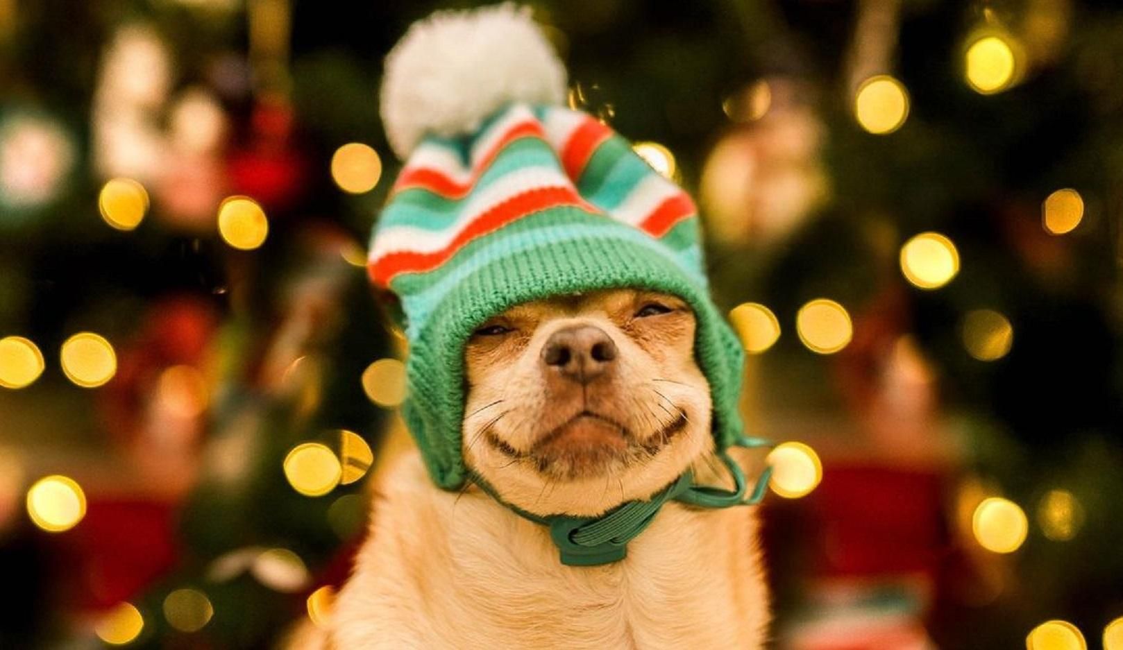 Лучший подарок: хозяин забавно заворачивает послушного песика в подарочную обертку Лучший подарок: хозяин забавно заворачивает послушного песика в подарочную обертку