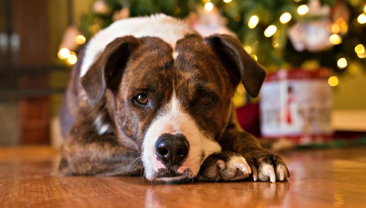 Плейлист для любимца: какие рождественские песни больше всего нравятся собакам - Pets