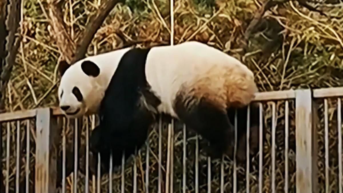 Непослушная панда сбежала из вольера на глазах у посетителей зоопарка: забавное видео - Pets