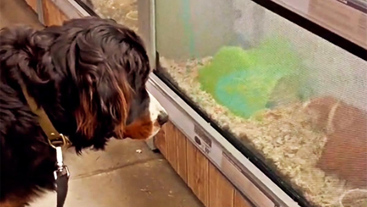 Кумедний песик познайомився з морськими свинками у зоомагазині та став зіркою мережі: миле відео - Pets
