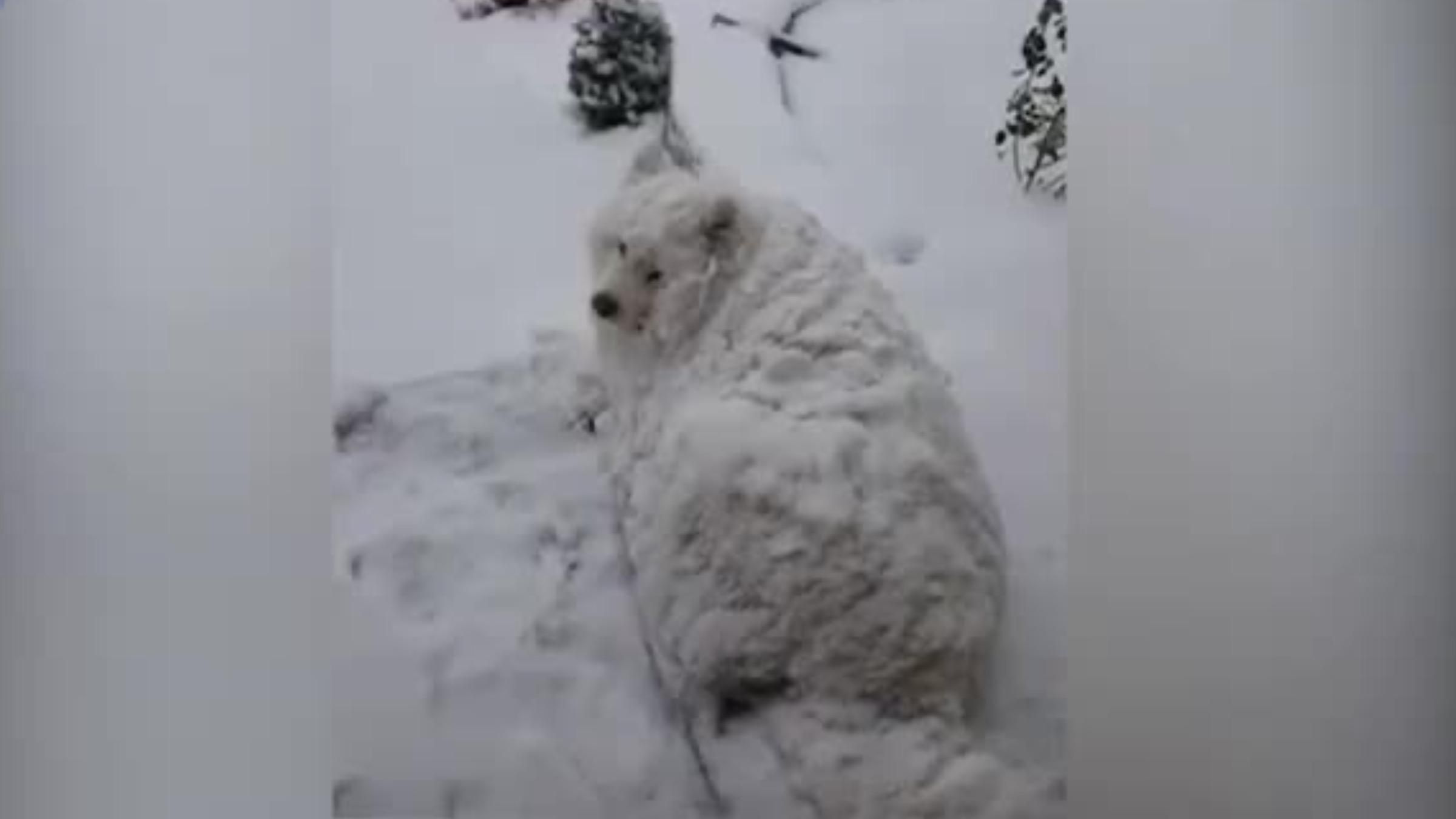 Став пухнастою кучугурою снігу: кумедне відео з собакою, який полюбляє зиму - Pets