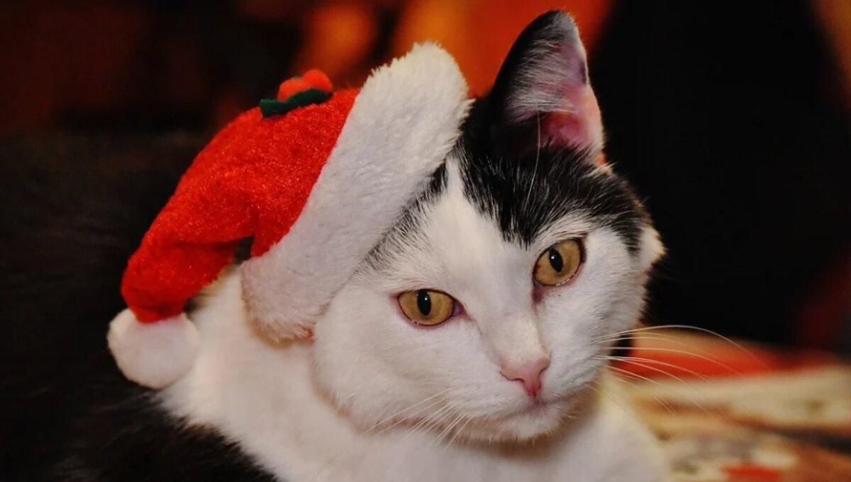 Как сделать так, чтобы кот оставил елку в покое: развлеките любимца лакомством Felix® Party Mix® - Pets Как сделать так, чтобы кот оставил елку в покое: развлеките любимца лакомством Felix® Party Mix® - Pets