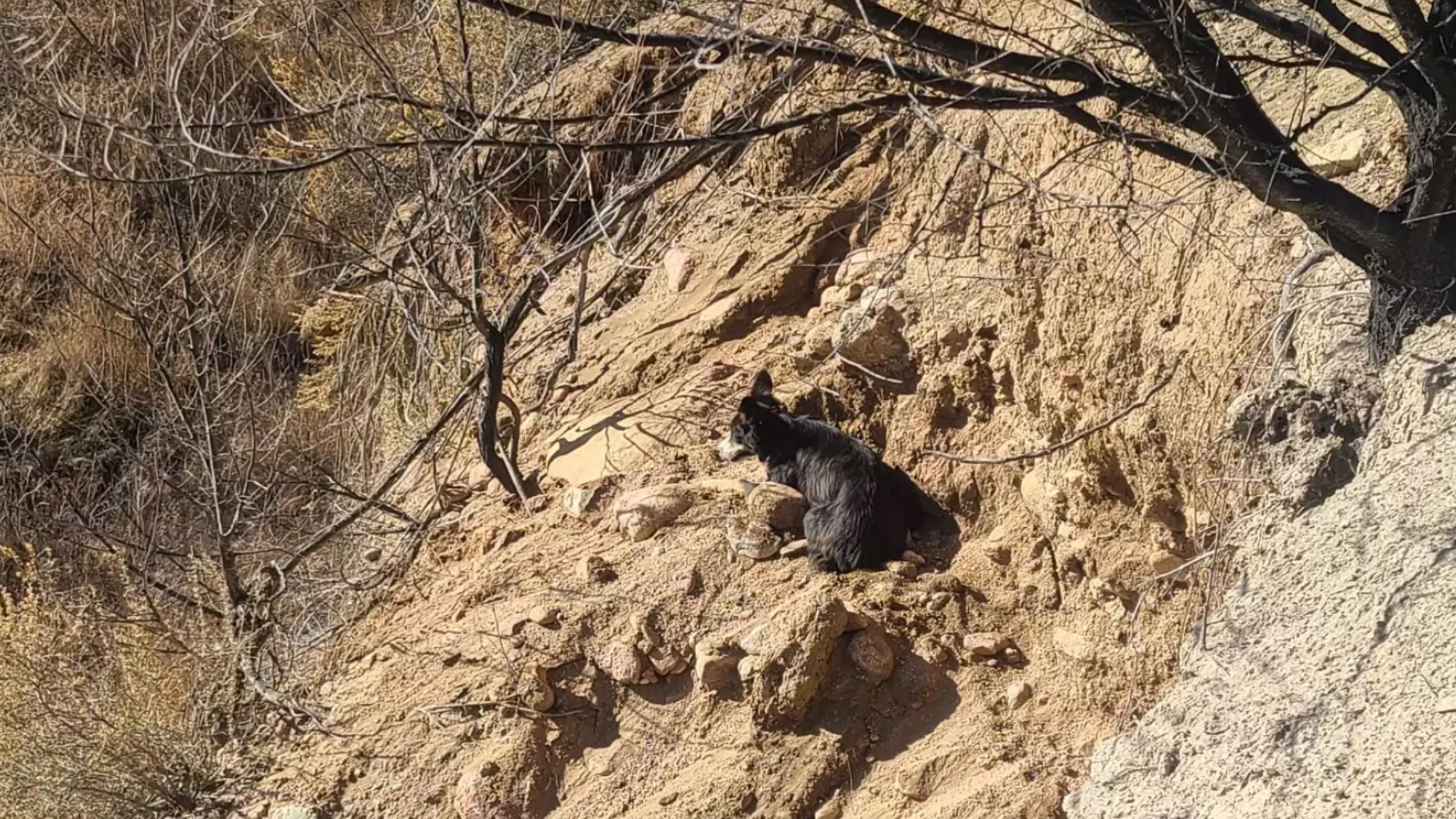 Собака застряг над річкою на висоті у 45 метрів: як чотирилапого врятували зі скелі - Pets