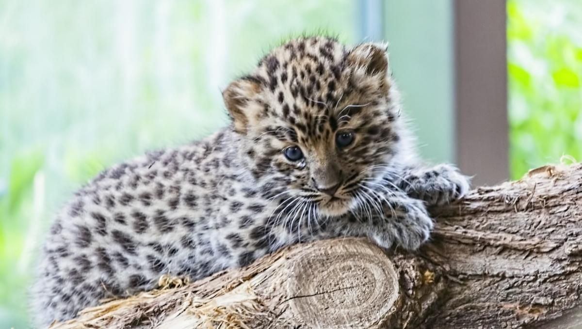 Оце так сюрприз: фермер підібрав покинутих кошенят, а вони виявилися малюками леопарда - Pets
