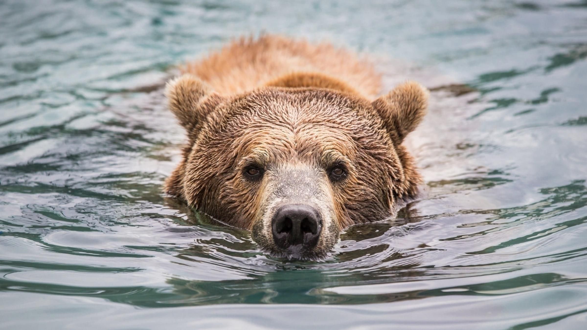 Ведмідь застряг в пластиковій банці: відео порятунку хижака з пастки - Pets